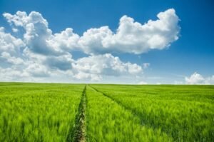 campi agricoli verdi con cielo limpido