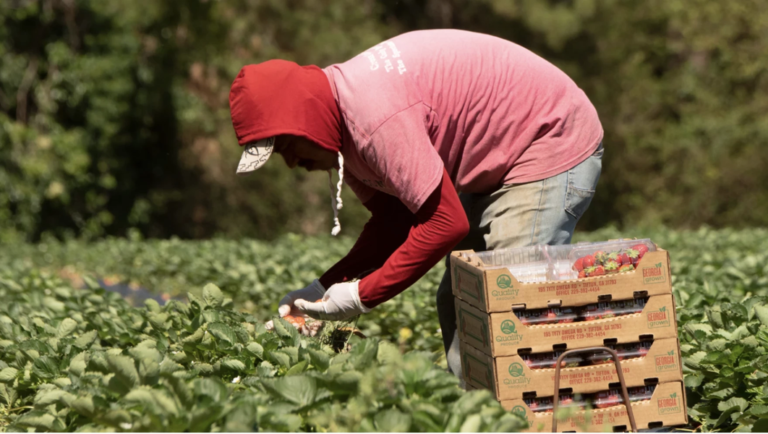 È Possibile Avere Partita Iva Agricola e Lavoro Dipendente Contemporaneamente 7 È Possibile Avere Partita Iva Agricola e Lavoro Dipendente Contemporaneamente