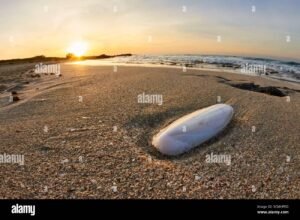 ossi di seppia sulla spiaggia al tramonto
